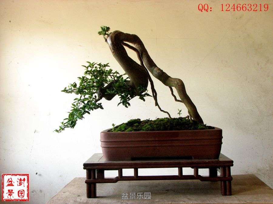 IMG_2889___.jpg