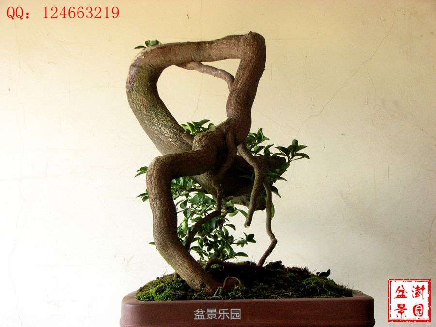 IMG_2891___.jpg