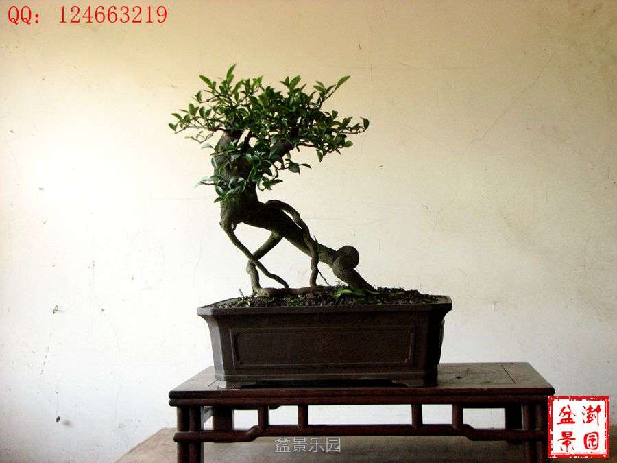 IMG_2896___.jpg