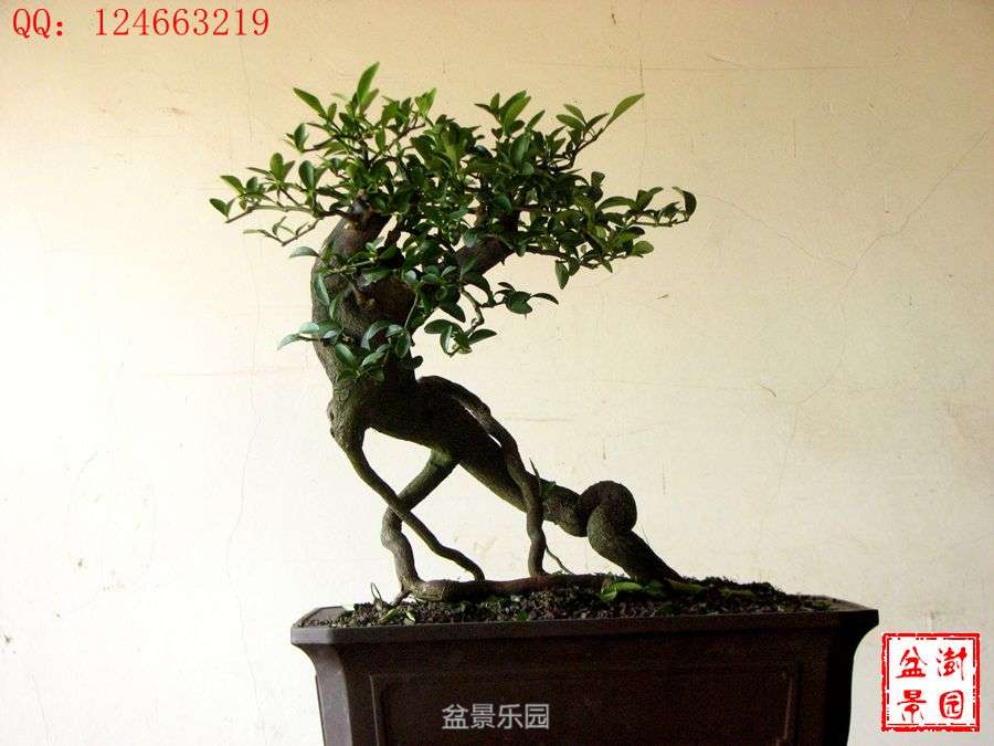 IMG_2901___.jpg