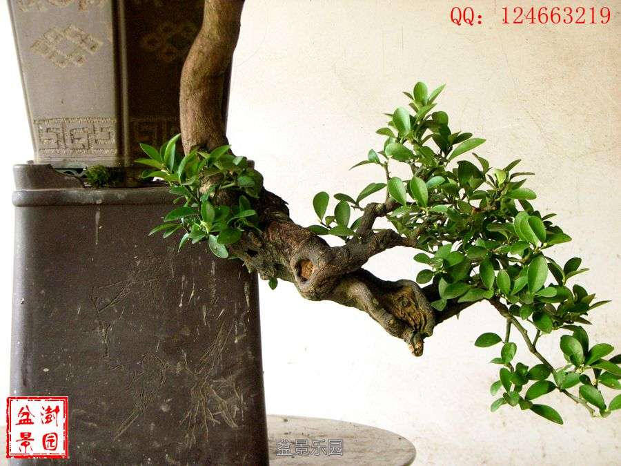 IMG_2904___.jpg