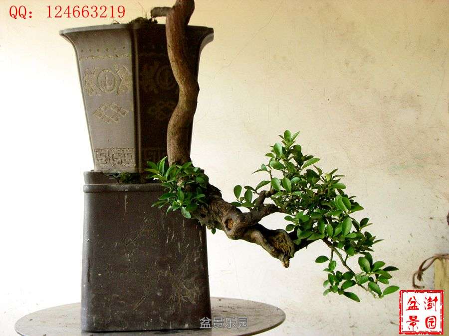 IMG_2903___.jpg