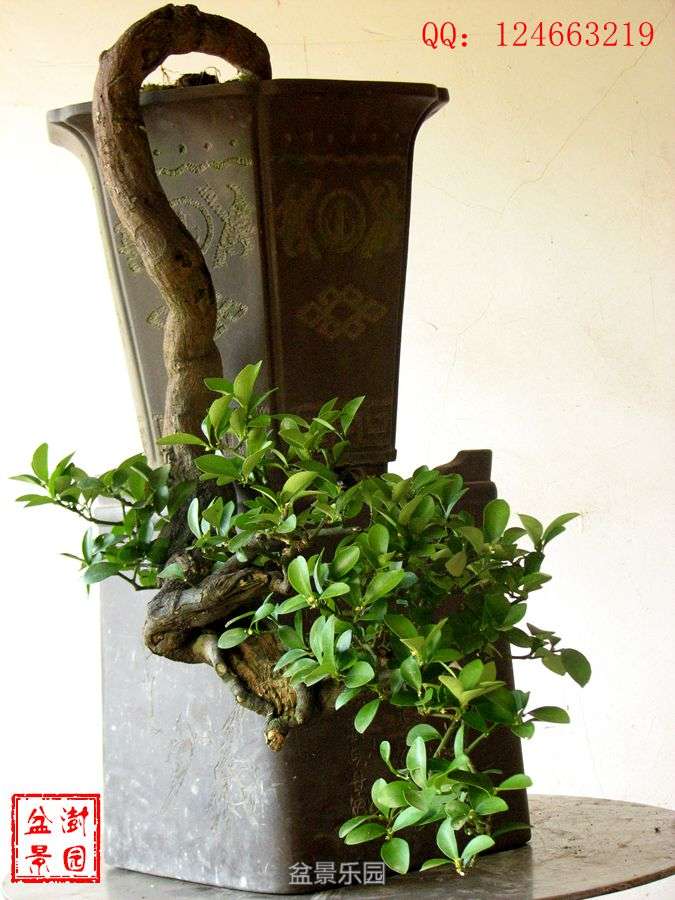 IMG_2905___.jpg