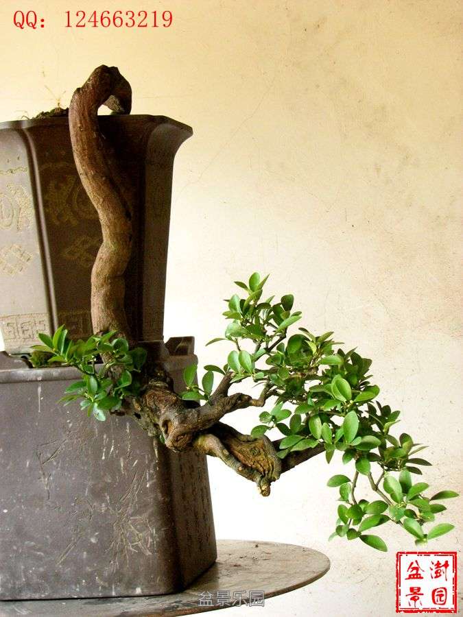 IMG_2907___.jpg