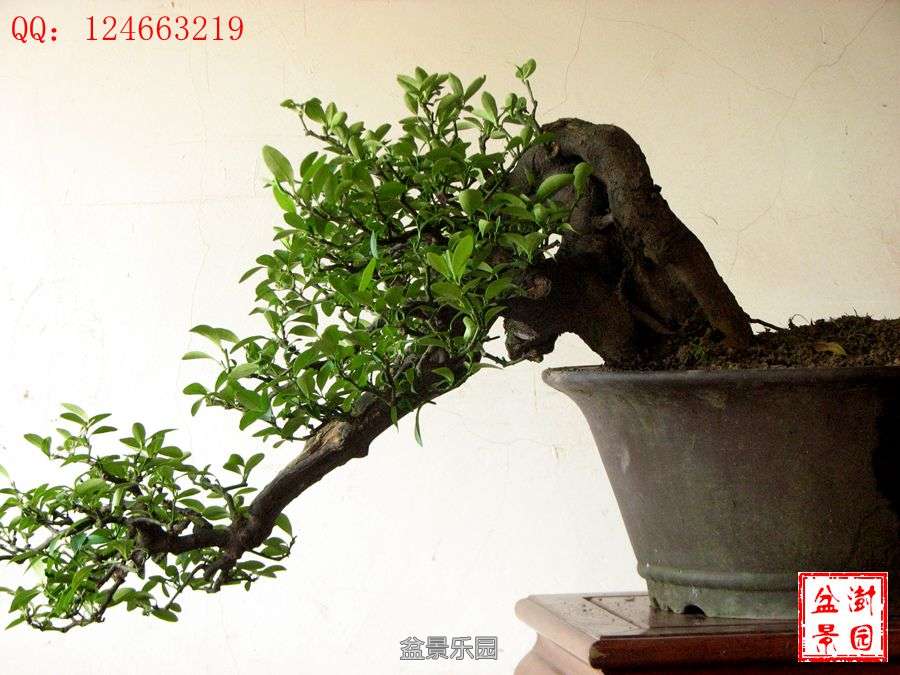 IMG_2909___.jpg