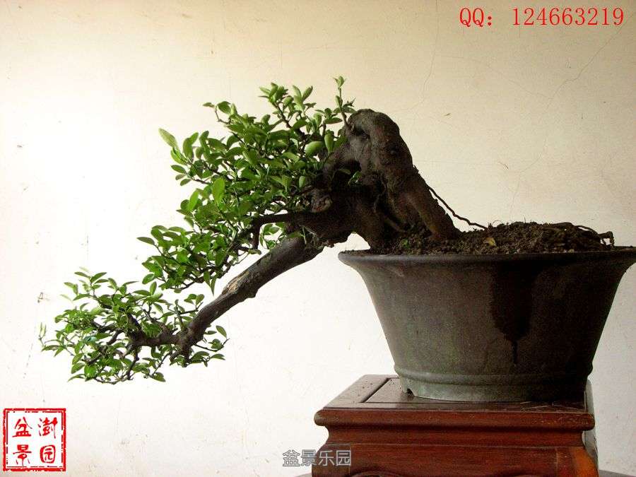 IMG_2910___.jpg