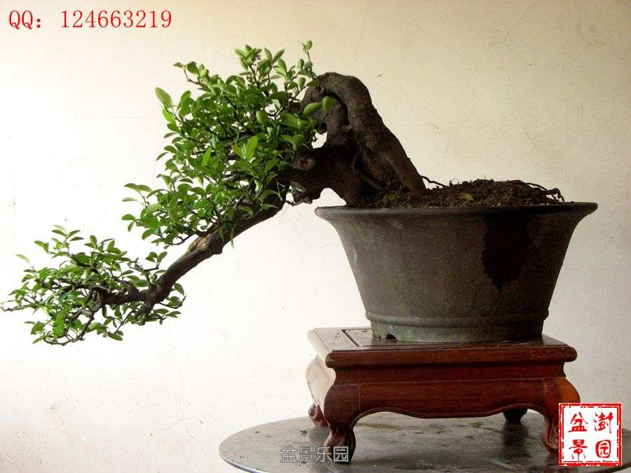IMG_2908___.jpg