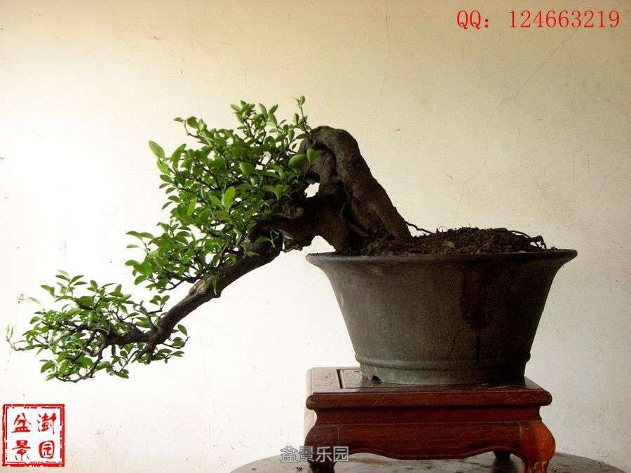 IMG_2913___.jpg