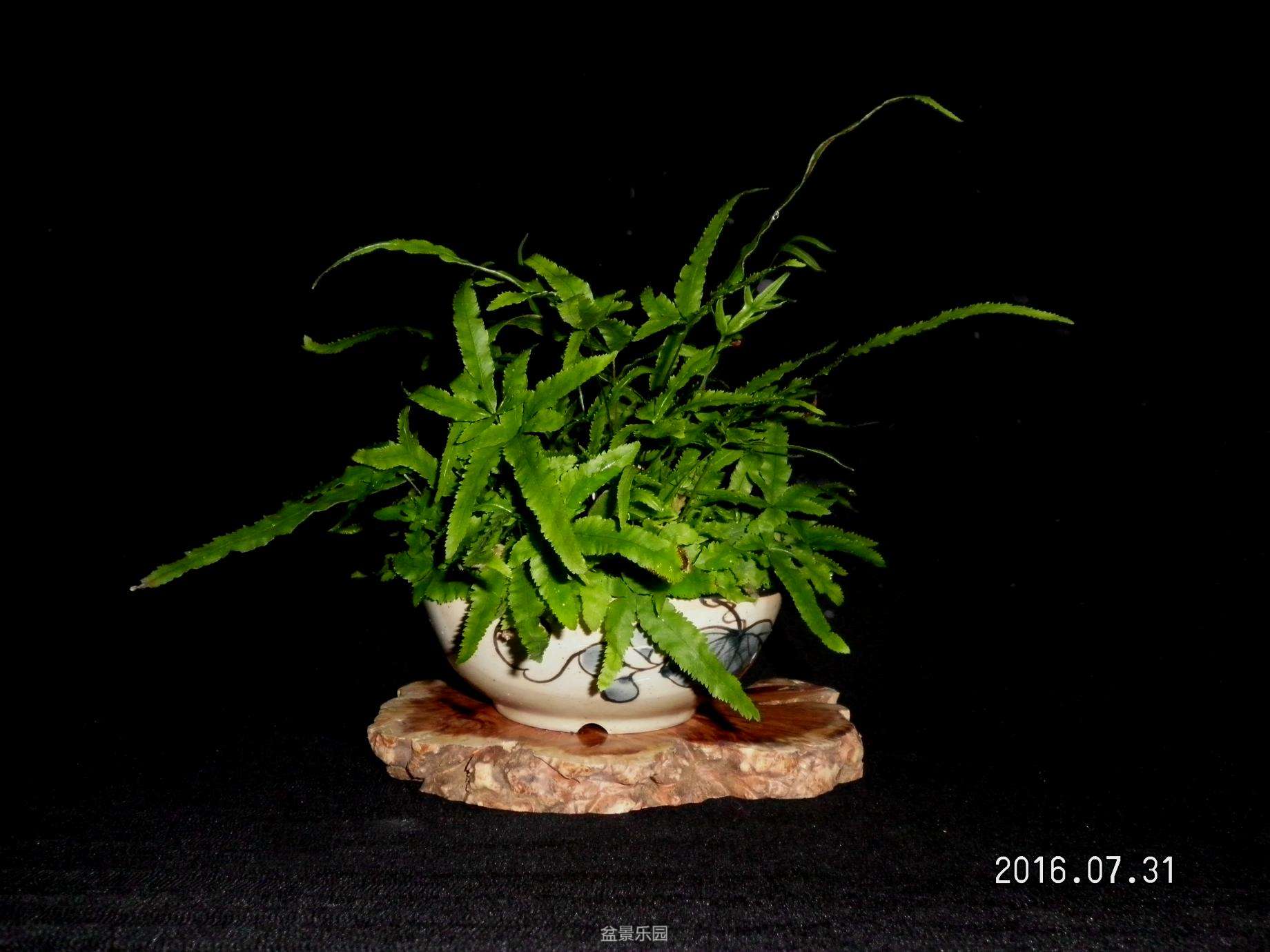 小草----20.JPG
