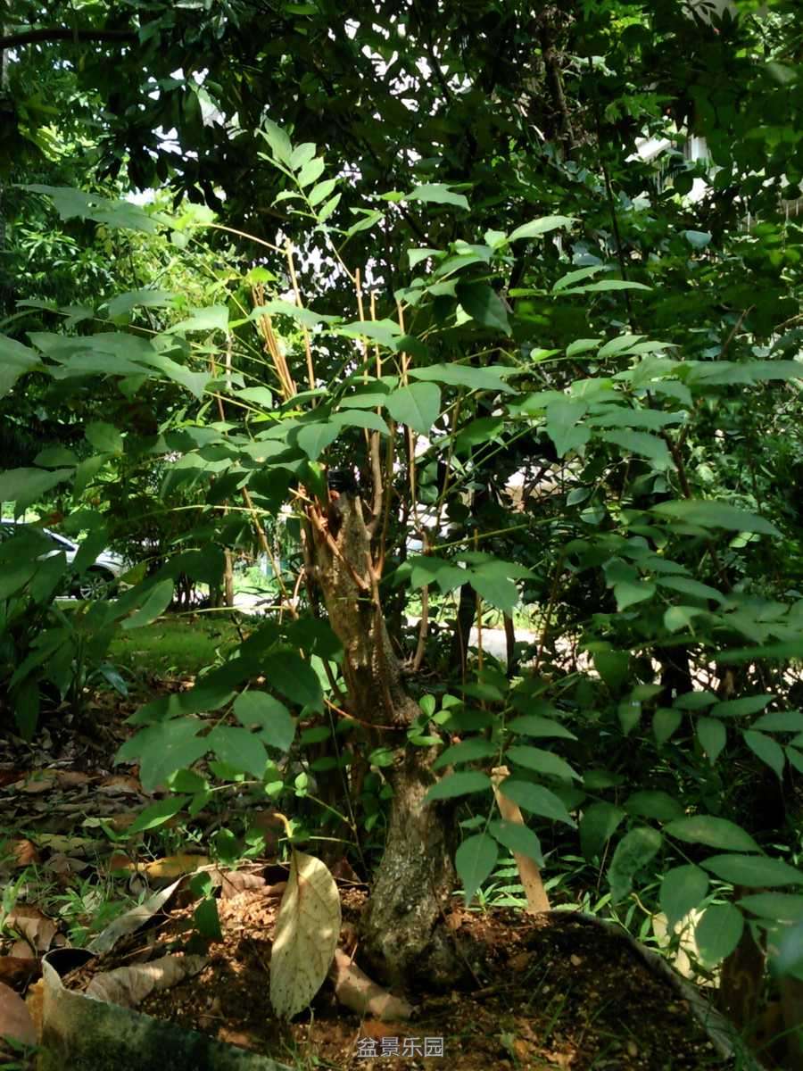 SNC05661.jpg