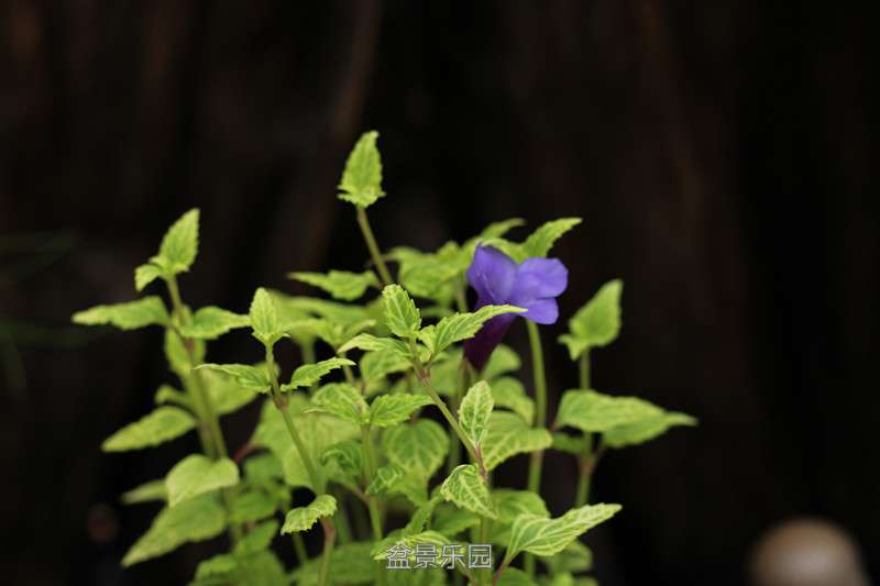 IMG_4796_.jpg