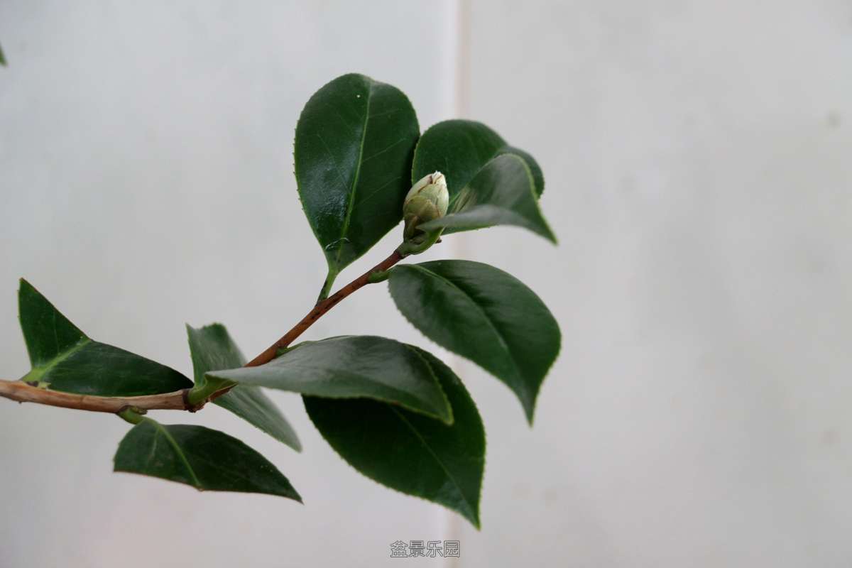 IMG_7657.JPG