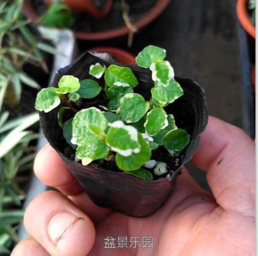 花叶薜荔.jpg