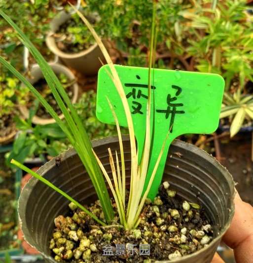 石菖蒲变异.jpg