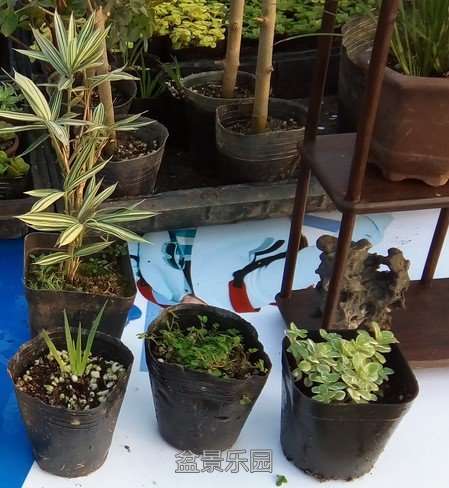 小草1.jpg