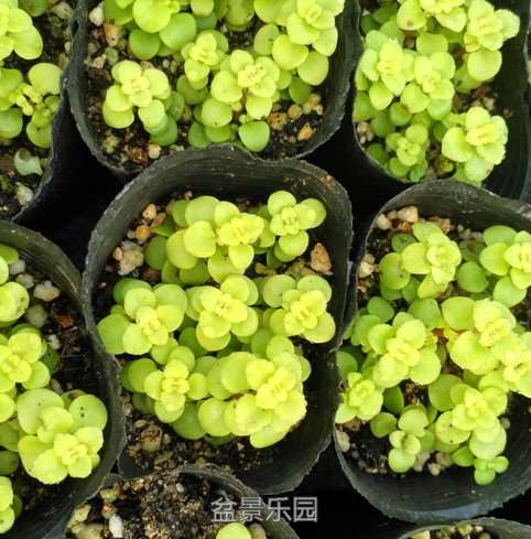 小枯草.jpg