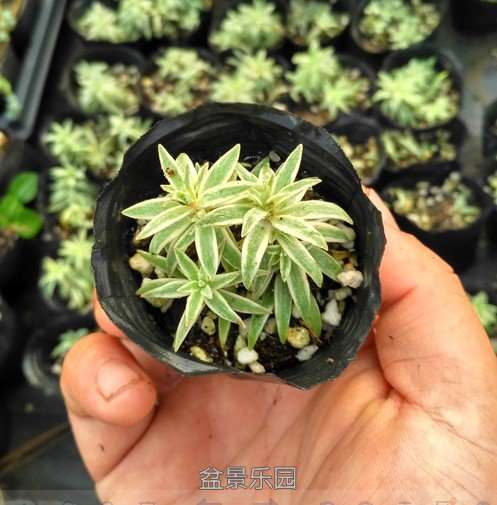 银边佛甲草.jpg