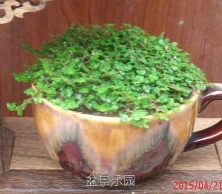 金钱麻.jpg