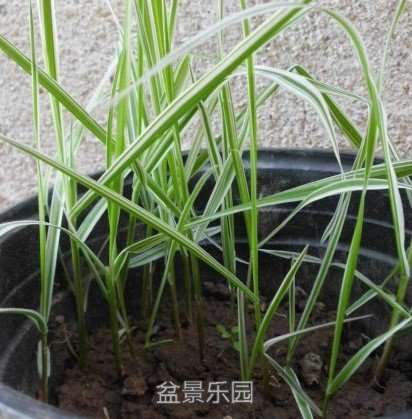 斑叶芦竹.jpg