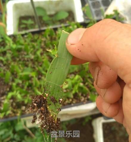 扁竹蓼.jpg