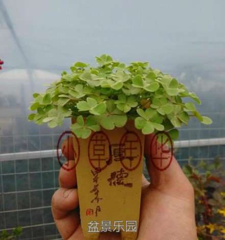 酢酱草.jpg