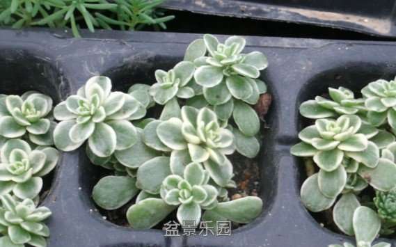 小雅草，圆叶锦.jpg