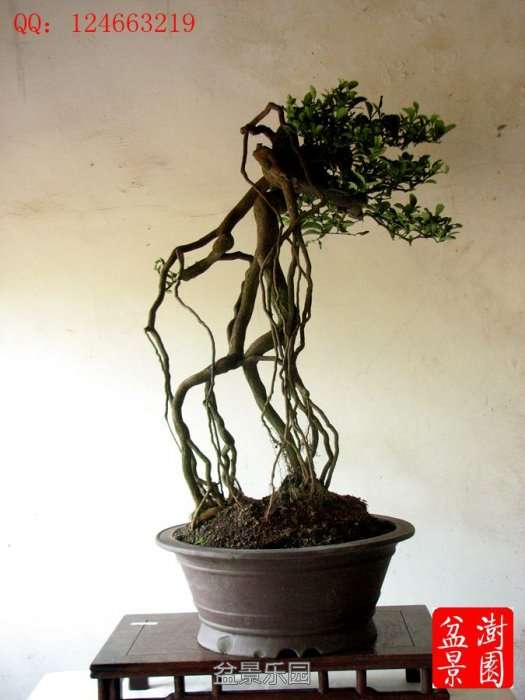 IMG_2967___.jpg