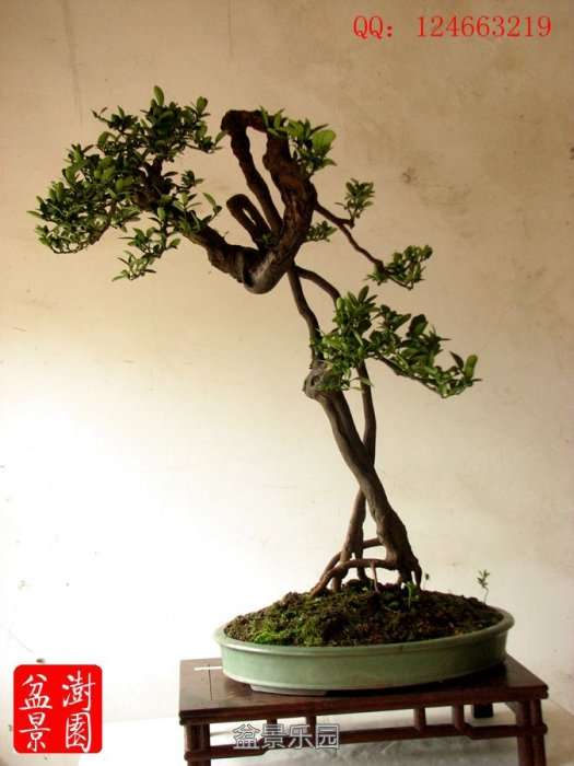 IMG_2977___.jpg