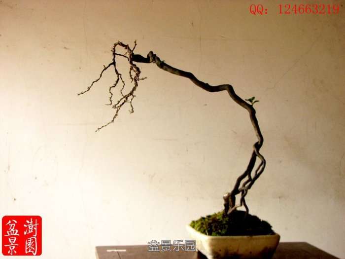 IMG_2980___.jpg