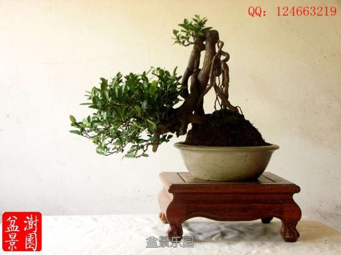 IMG_3024___.jpg