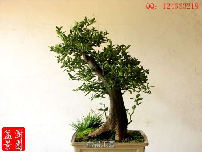 IMG_3029___.jpg