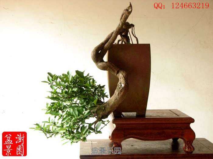 IMG_3044___.jpg