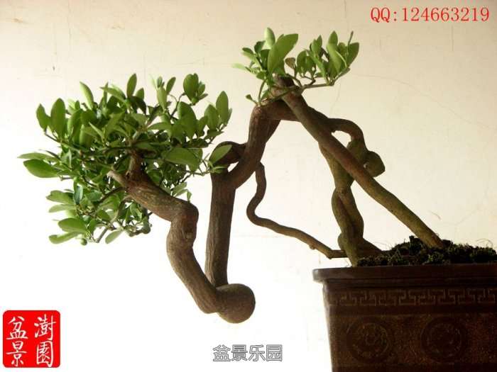 IMG_3090___.jpg