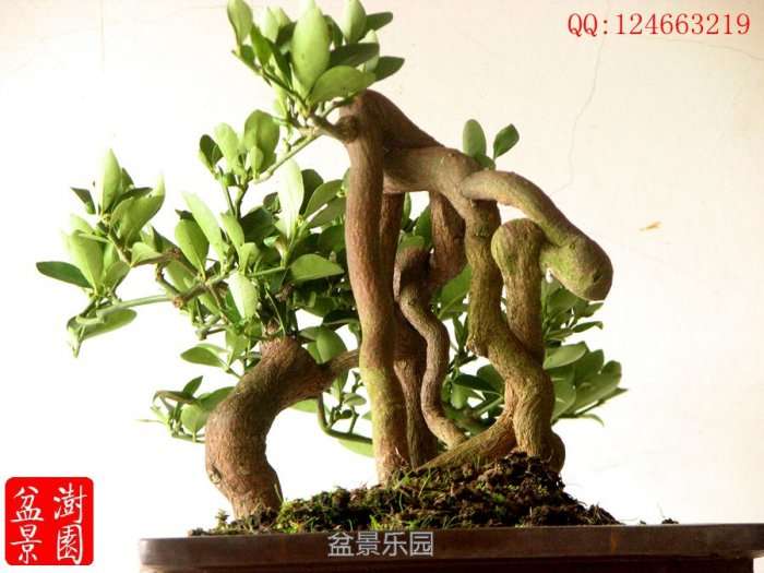 IMG_3094___.jpg