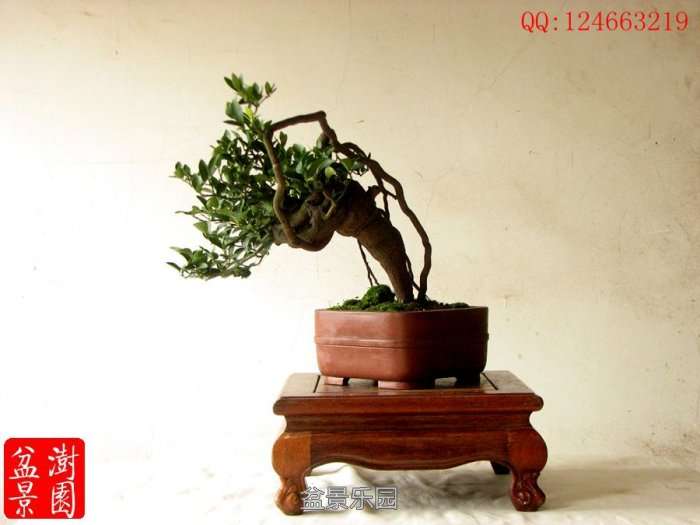 IMG_3097___.jpg