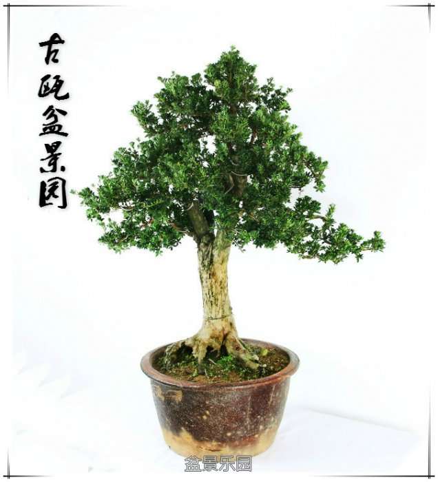 TB2BU63aSiJ.jpg