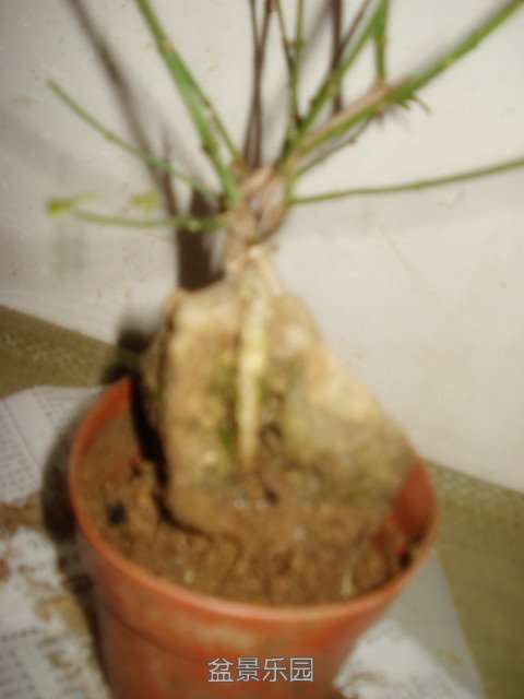 DSC02157.JPG