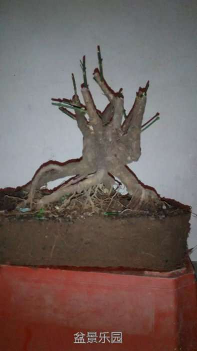 psb4.jpg