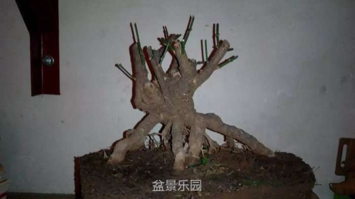 psb8.jpg