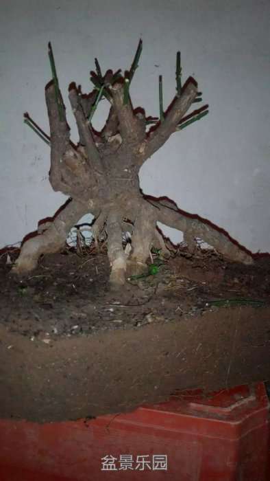 psb9.jpg