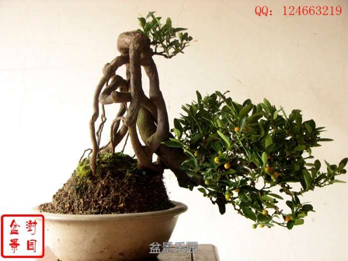 IMG_3196___.jpg