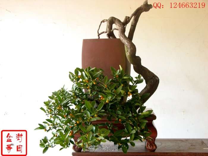 IMG_3235___.jpg