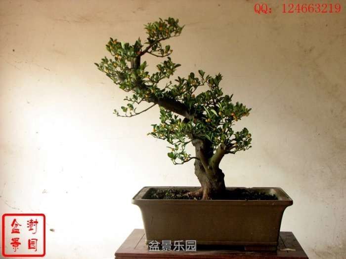 IMG_3271___.jpg