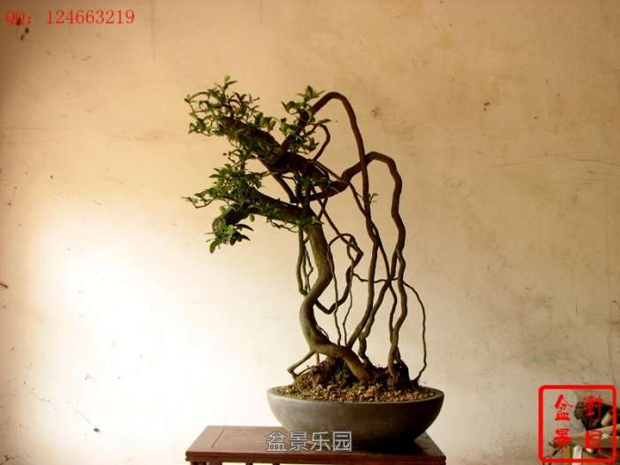 IMG_3434___.jpg