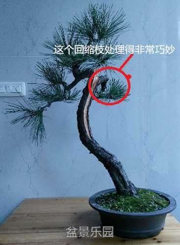085946nvv1yrs1pyiiybs6.jpg.thumb (1)_.jpg