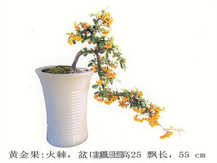ƽ𼬴1.jpg