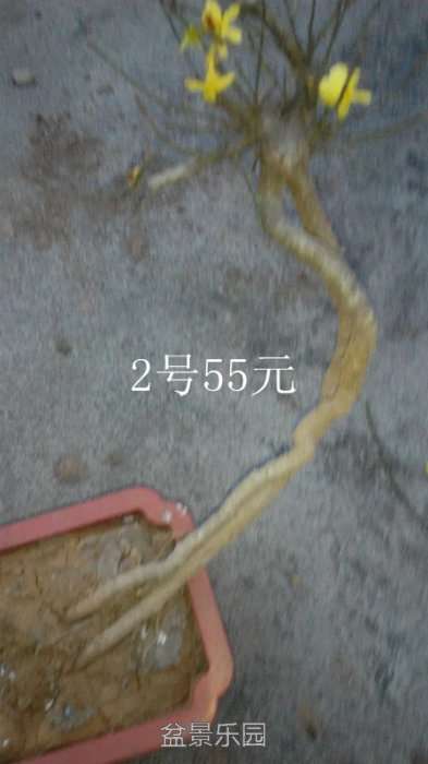 psb444.jpg