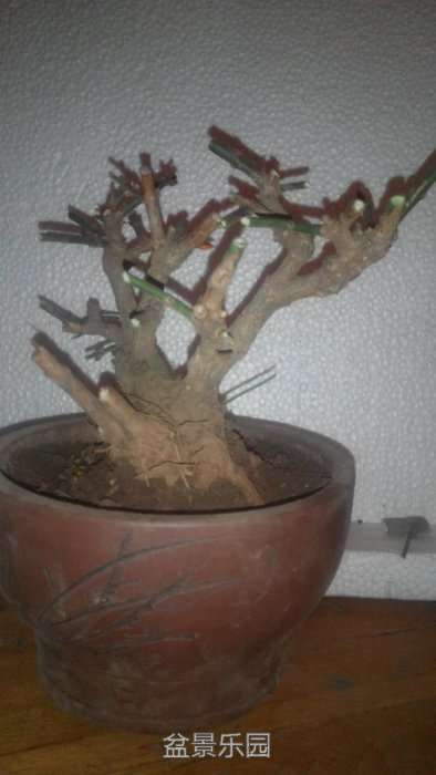 psb222.jpg