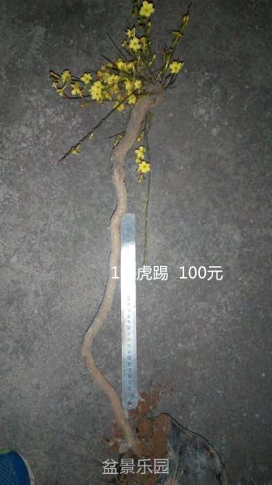 psb111.jpg