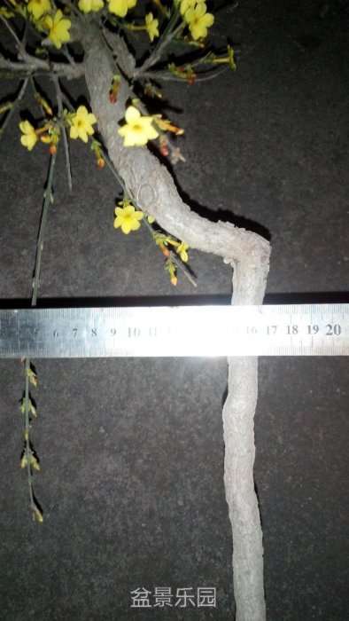 psb333.jpg